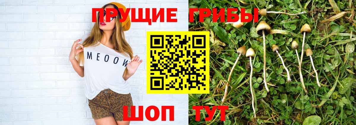 Галлюциногенные грибы Psilocybine cubensis Урай